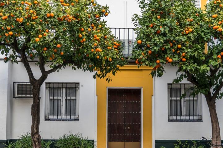 Naranjos en Sevilla