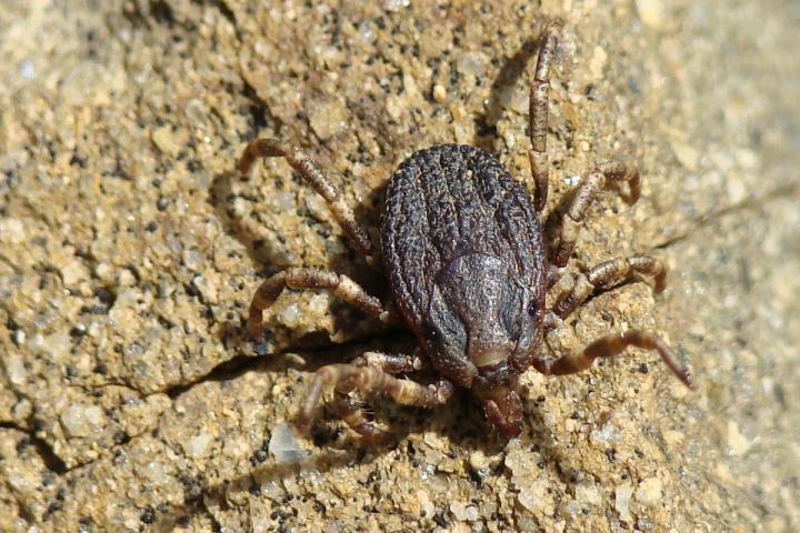 Garrapata 'Hyalomma lusitanicum'