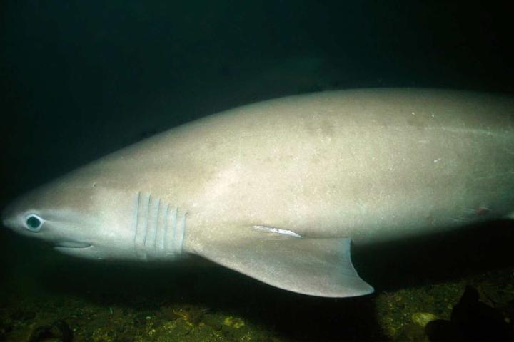 Especimén de Cañabota