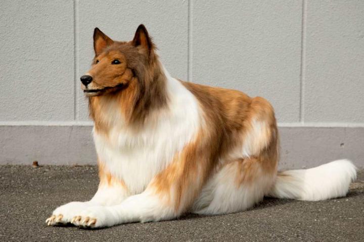 Toco, el humano collie