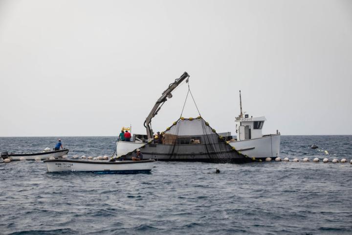 Pesca de la almadraba en aguas del Mediterráneo en Murcia.
