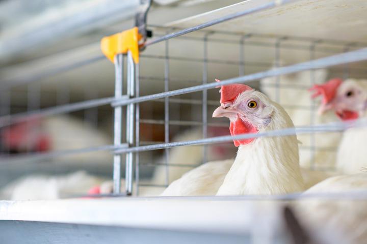 Imagen de archivo de un corral.