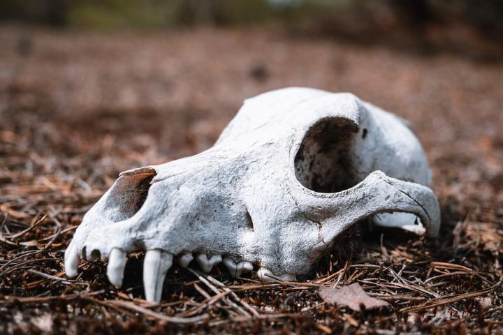 Craneo de zorro