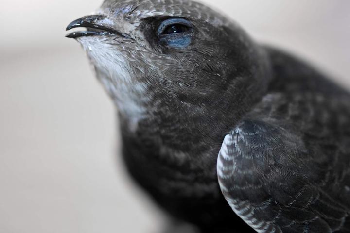 Un vencejo te mira con suspicacia