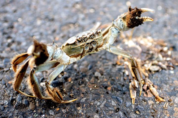 Ejemplar de cangrejo chino o de Shangai ('Eriocheir sinensis') en una imagen tomada en 2019 en Thedinghausen (Baja Sajonia, Alemania).