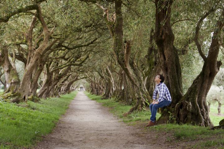 'Oliveira' (olivar) de Pazo de Santa Cruz de Rivadulla (Vedra, A Coruña).