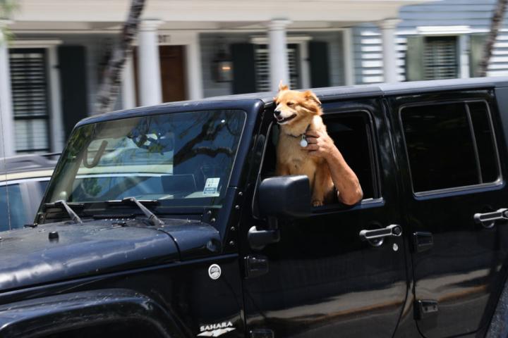 Un perro, dento de un coche