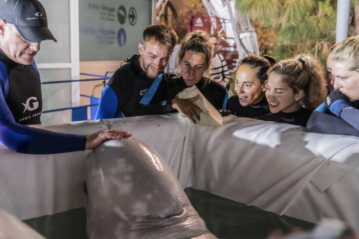 Belugas en el Oceanogràfic de València
