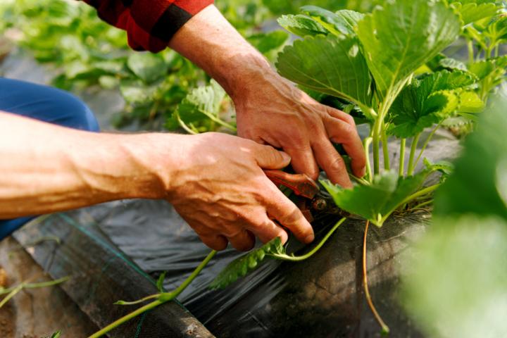 Imagen de archivo de una planta de fresas.