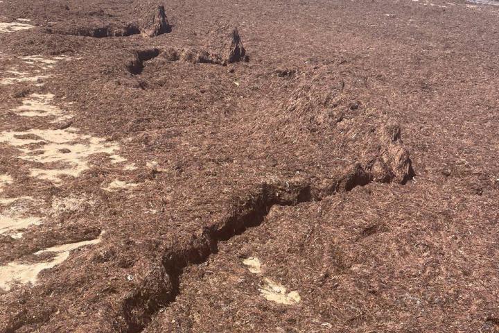 La invasión de algas en la playa de La Caleta, en Cádiz.