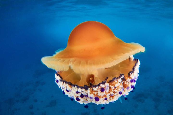 Una medusa 'huevo frito' típica del Mediterráneo