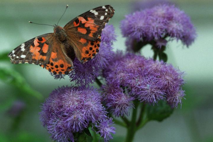 Una mariposa dama pintada, en una imagen de archivo