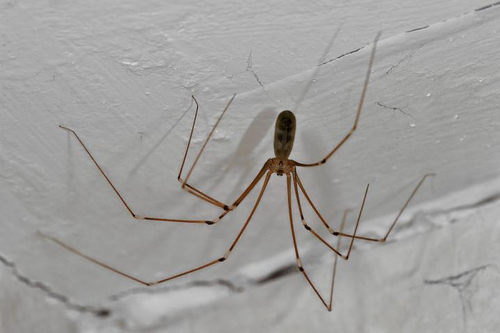 Ejemplar de araña patona (Pholcus phalangioides)