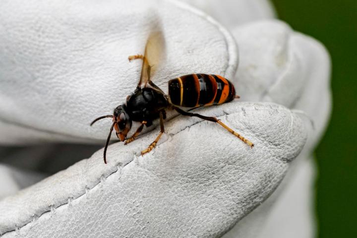 Ejemplar de avispa velutina.