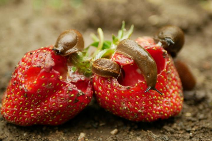 Imagen de archivo de una babosa común (también conocida como 'babosa española') 'Arion vulgaris'.
