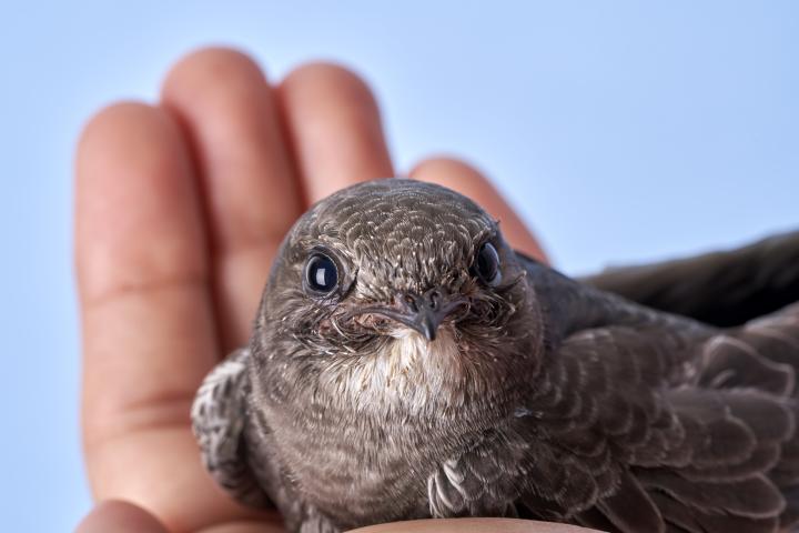 Un vencejo sobre la palma de una mano.