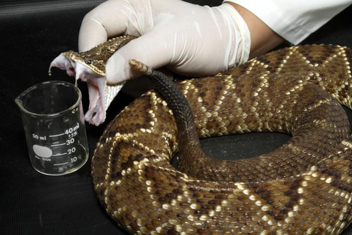 Imagen de archivo de la extracción de veneno de un ejemplar de culebra brasileña localizada en Belo Horizonte (Minas Gerais).