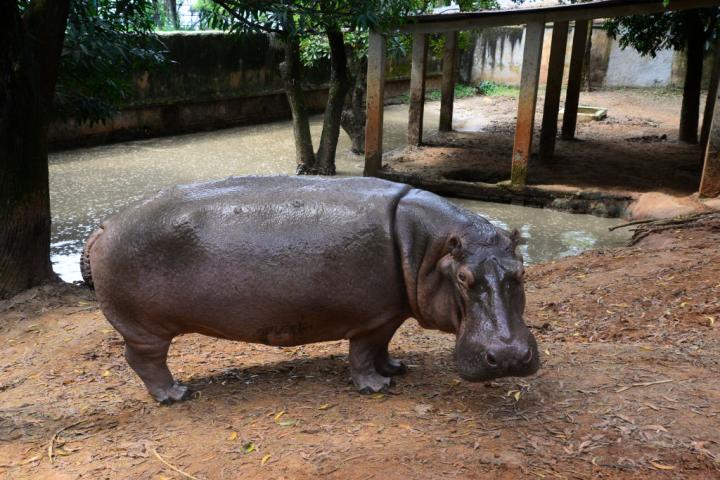 Un hipopótamo, criado en cautiverio en un zoológico de Bangladesh.