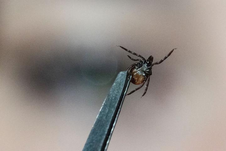 Un ejemplar de garrapata, atrapada por unas pinzas.