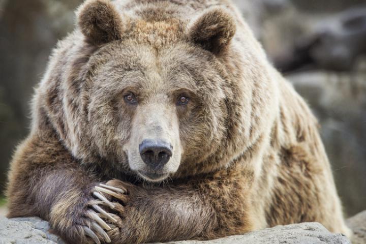 Imagen de archivo de un ejemplar de oso pardo.