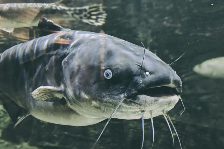Un siluro, en una imagen de archivo