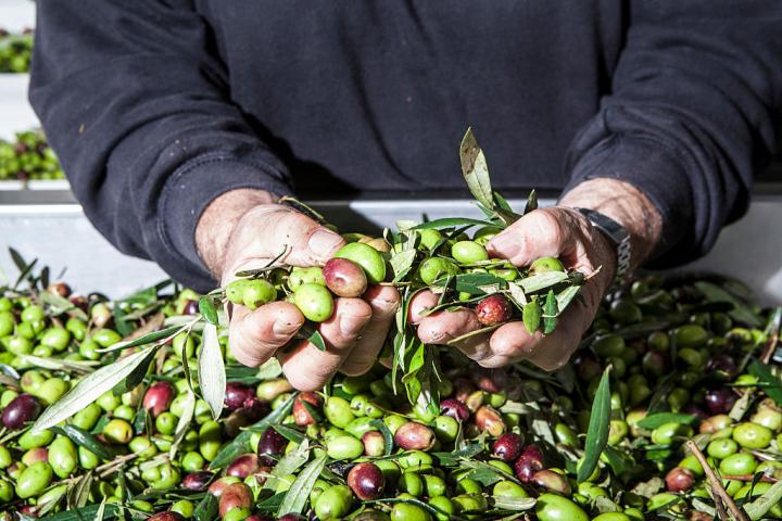 Un agricultor sostiene las aceitunas recogidas durante la campaña.