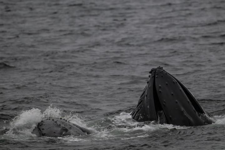 Una ballena disfruta de las aguas heladas del Ártico.