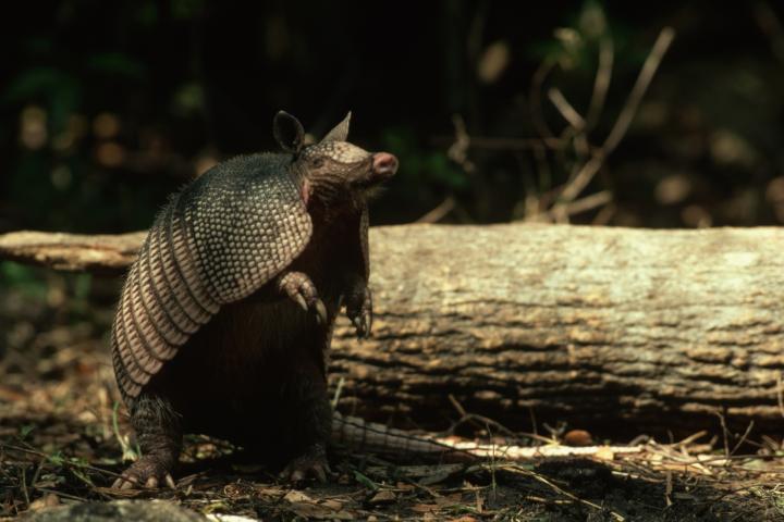 Foto de archivo de un armadillo.