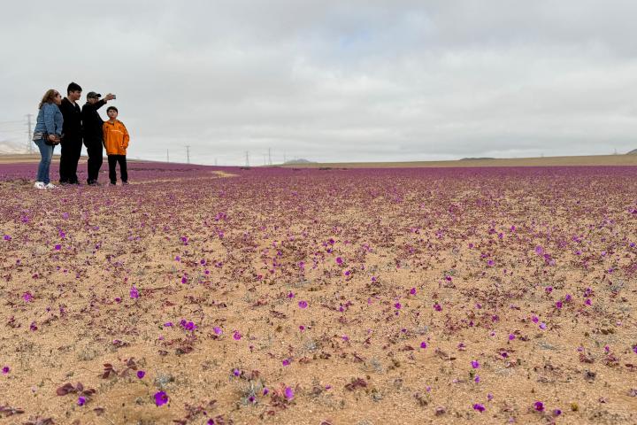 Un grupo de personas se hace fotografías en la zona del desierto de Atacama en el que se ha adelantado la floración.