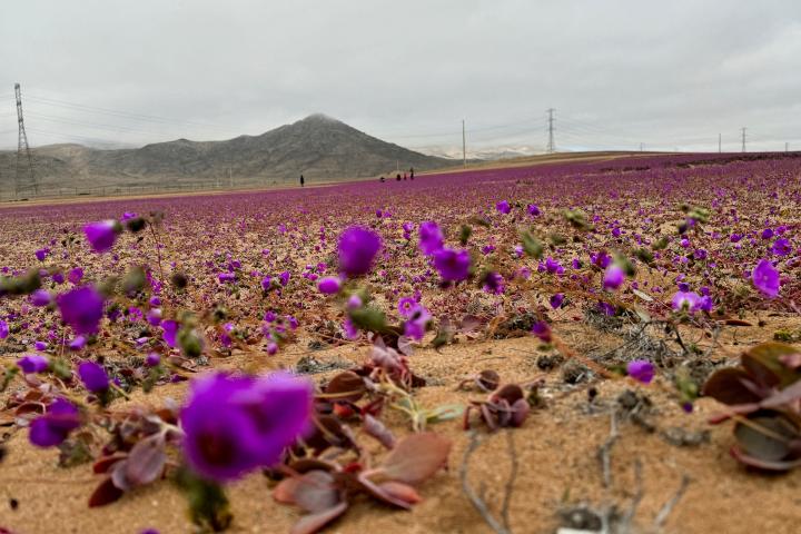 Vista aérea de la zona del desierto de Atacama, Chile, en el que este año se ha adelantado la floración.
