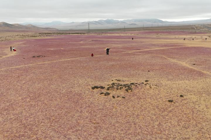 Vista aérea de la zona del desierto de Atacama, Chile, en el que se ha adelantado la floración.