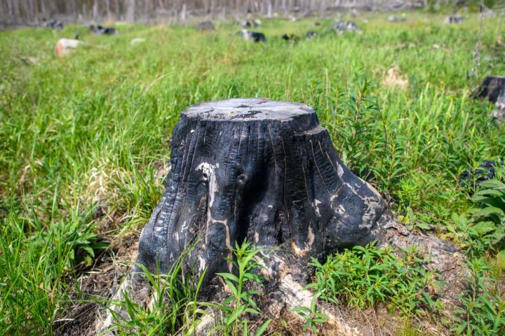 Un tocón en mitad de un bosque
