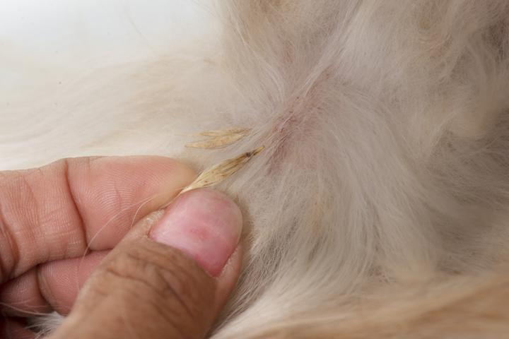 Una espiguilla enredada en el pelo de un perro.