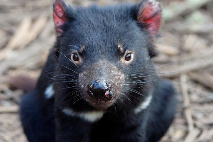 Un ejemplar de demonio de Tasmania