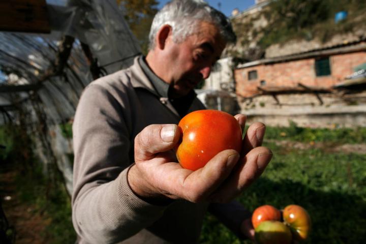 Un agricultor español muestra a cámara parte de su producción de tomate.