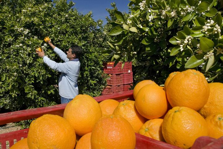 Recogida de naranja en Valencia.