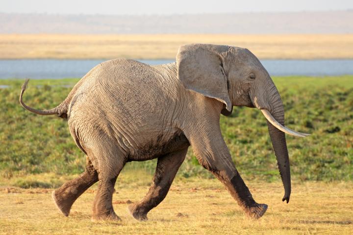 Elefante del Parque Nacional Amboseli, en Kenia.