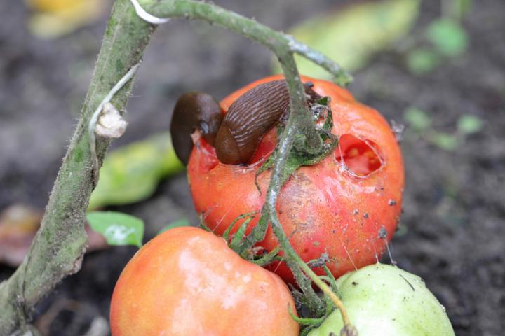 Ejemplares de babosa española, devorando un tomate en un huerto ('Arion lusitanicus').
