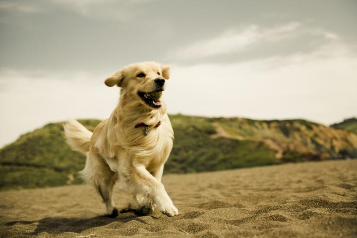 Imagen de archivo de un perro en la playa.