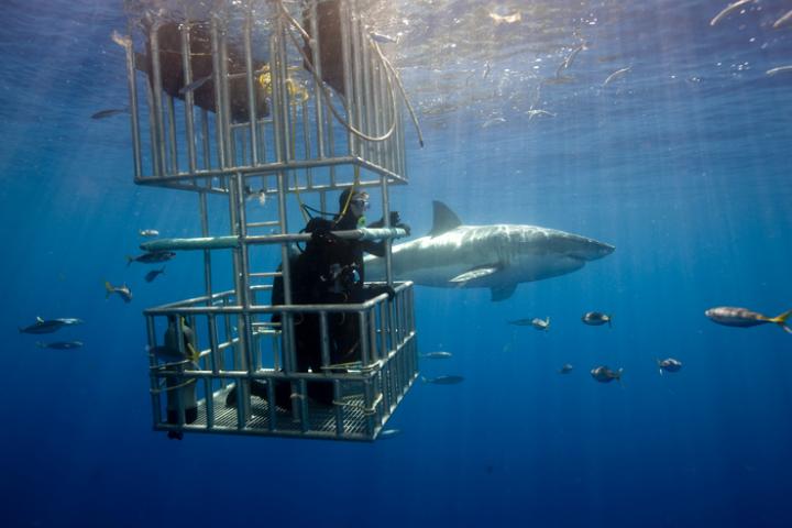 Ejemplar de gran tiburón blanco ('Carcharodon Carcharias') siendo filmado en aguas cercanas a la isla de Guadalupe, (México), en una imagen de archivo.