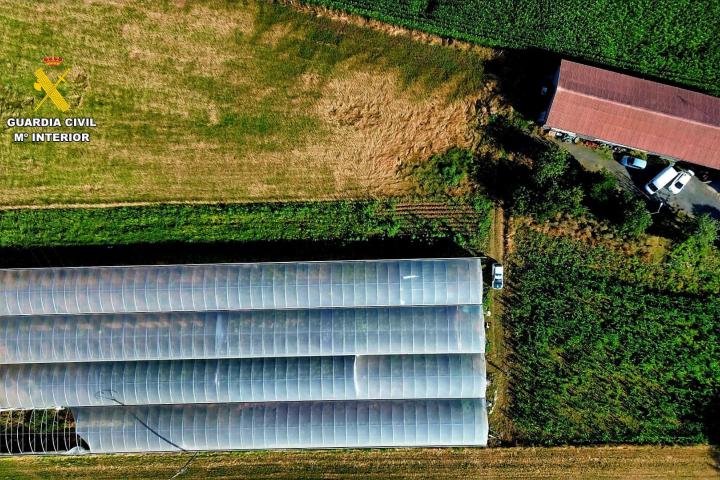 La Guardia Civil ha desarticulado un grupo criminal dedicado al cultivo y distribución de cannabis en Melide (A Coruña).