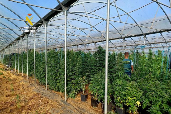 La operación de la Guardia Civil detectó una propiedad que albergaba un invernadero de 3.000 metros cuadrados.
