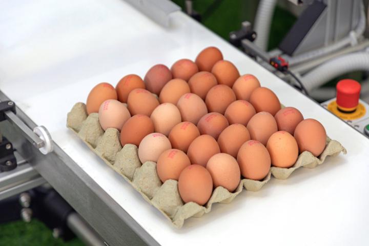Imagen de archivo de huevos en una cinta transportadora.