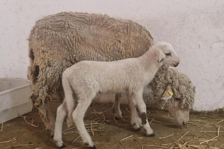 'Teodoro', el primer cordero modificado genéticamente en España.