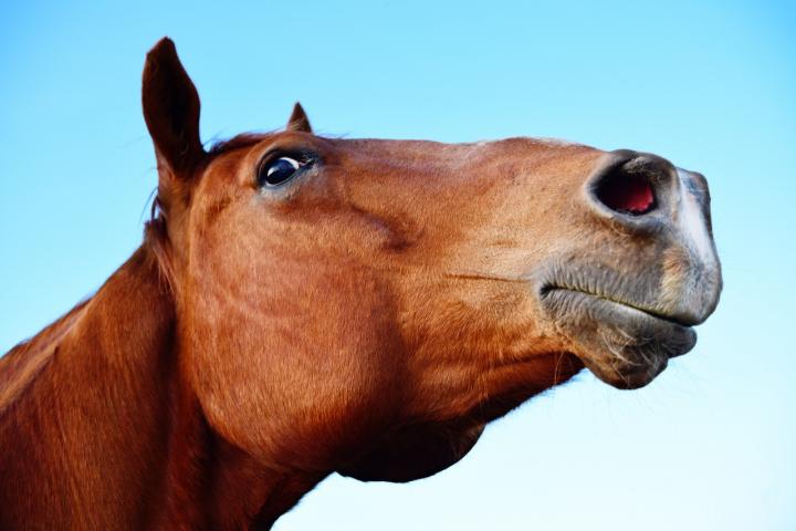 Los caballos pueden planificar y elaborar estrategias, según muestra un nuevo estudio