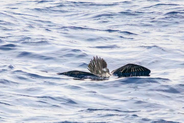 Una pardela en el mar