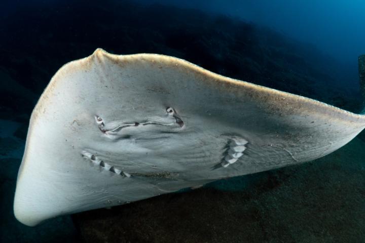 Gymnura altavela (mantelina)