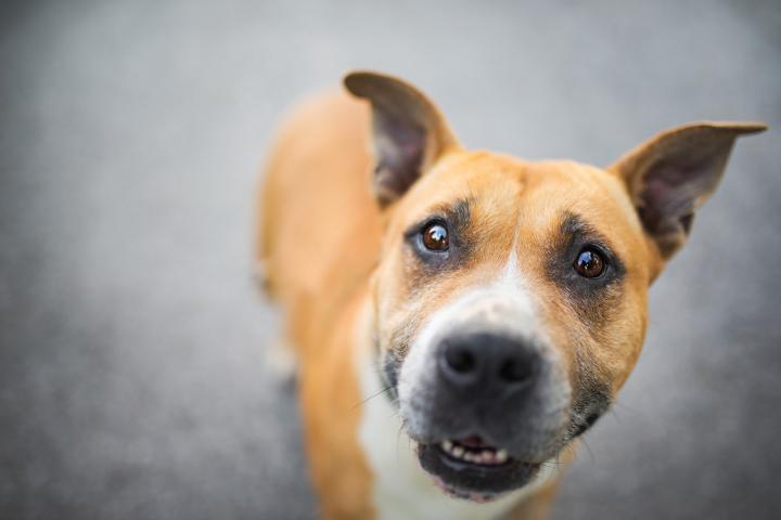 Perro con carita de pena.