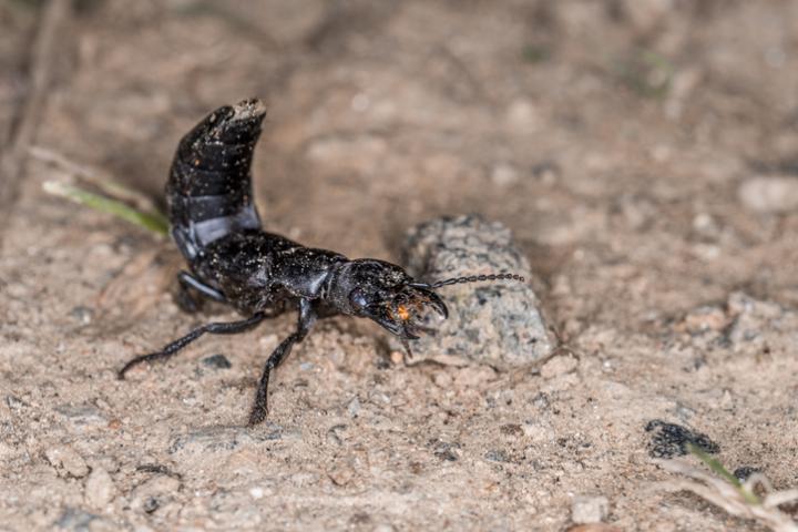 Imagen de archivo de un ejemplar de escarabajo errante o de la podredumbre ('Devil's Coach Horse'), en posición defensiva, en un bosque bávaro (Alemania).
