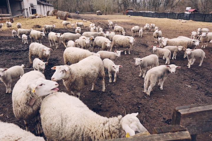 Ganado ovino
